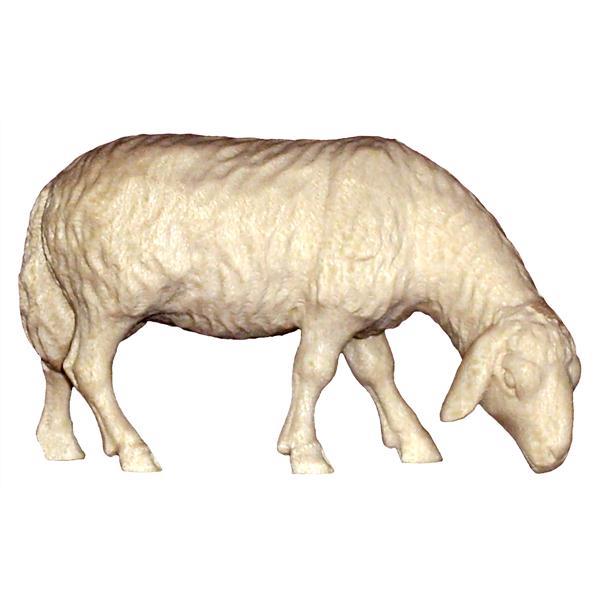 Sheep ASH - natural