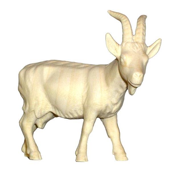 Goat ASH - natural