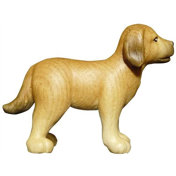 Hund Labrador Esche - natural