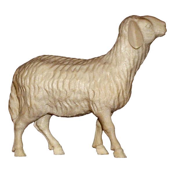 Standing sheep - natural